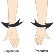 Les mouvements de pronation et supination de l'avant-bras